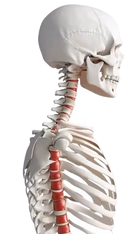 Human Spine